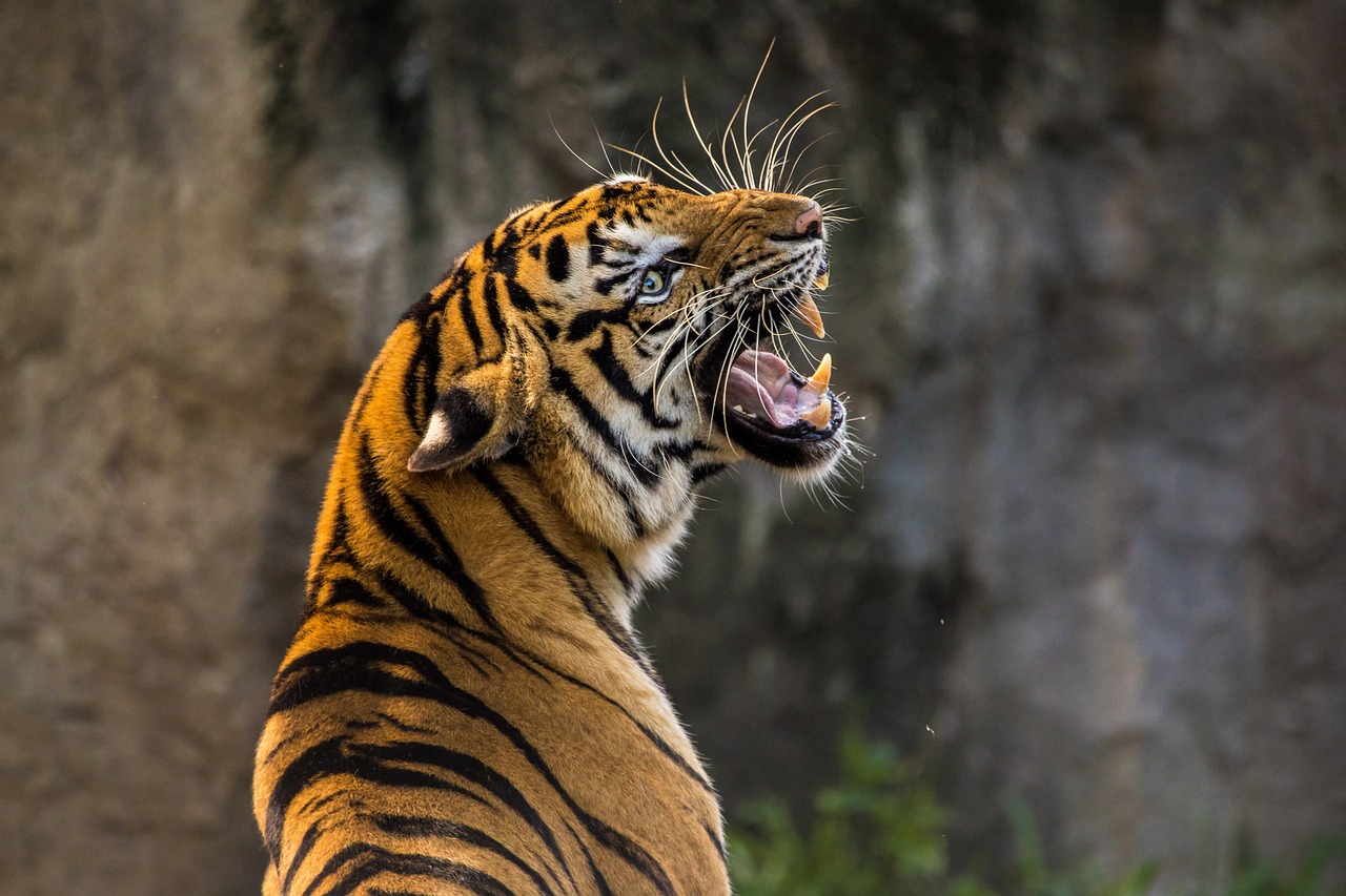 Attraction image